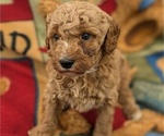Puppy Mac Poodle (Miniature)