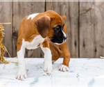 Small #4 Boxer