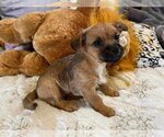 Small Photo #3 Mutt Puppy For Sale in Escondido, CA, USA
