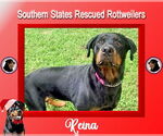 Small #1 Rottweiler Mix