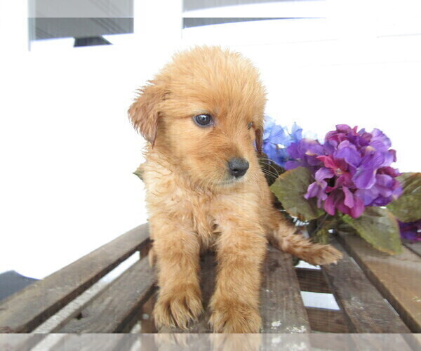Medium Photo #8 Golden Retriever Puppy For Sale in KALAMAZOO, MI, USA