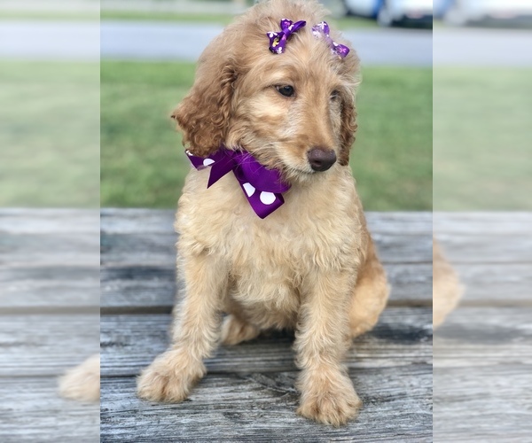Medium Photo #13 Goldendoodle Puppy For Sale in KISSIMMEE, FL, USA