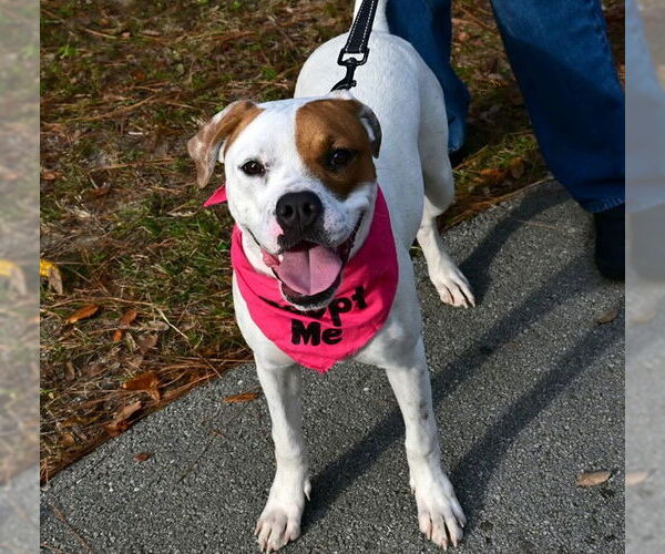 Medium Photo #1 Staffordshire Bull Terrier Puppy For Sale in Ocala, FL, USA