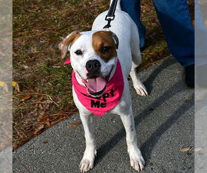 Staffordshire Bull Terrier Dogs for adoption in Ocala, FL, USA