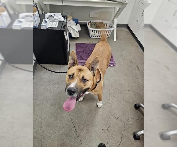 Medium Photo #1 Akita-American Pit Bull Terrier Mix Puppy For Sale in Berkeley , CA, USA