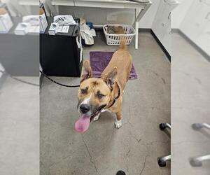 Akita-American Pit Bull Terrier Mix Dogs for adoption in Berkeley , CA, USA