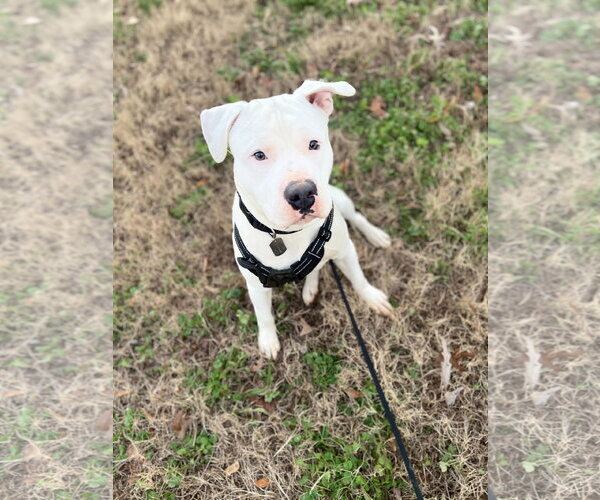 Medium Photo #2 American Bulldog Puppy For Sale in Pacolet, SC, USA