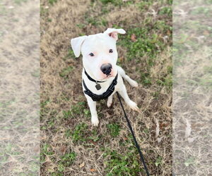 Major Apr 25 - Male American Bulldog Dog for Adoption - Photo #2