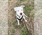 Small #1 American Bulldog