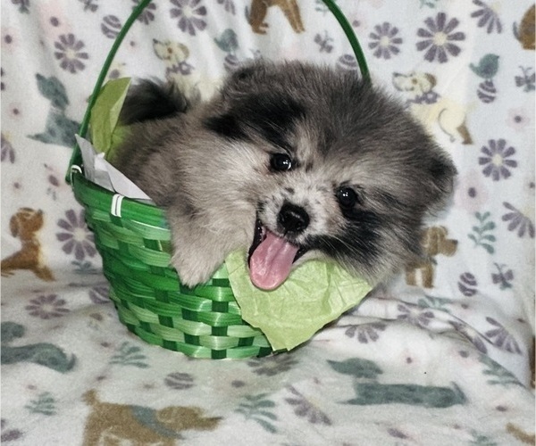 Medium Photo #2 Pomeranian Puppy For Sale in BAKERSFIELD, CA, USA