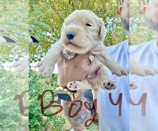 Medium Photo #14 Goldendoodle Puppy For Sale in TOLLESON, AZ, USA