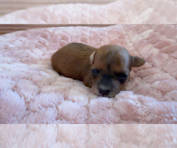Medium Photo #6 Yorkipoo Puppy For Sale in ARLINGTON, TX, USA
