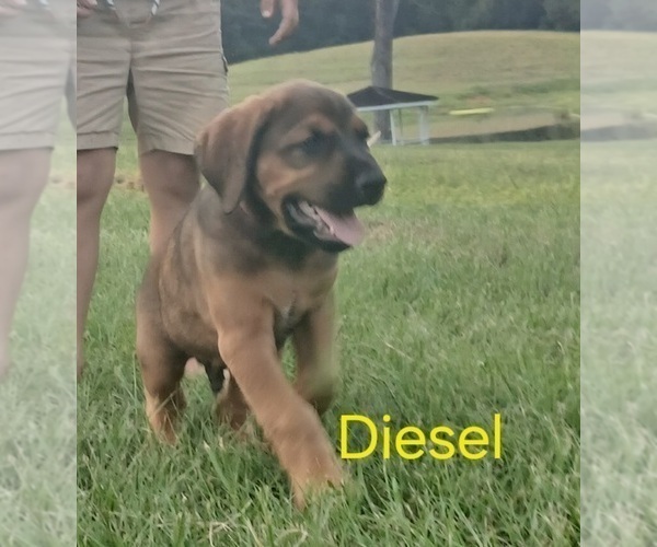 Medium Photo #2 Doberman Pinscher Puppy For Sale in BRANTLEY, AL, USA
