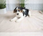 Puppy 5 Beagle-Yorkshire Terrier Mix