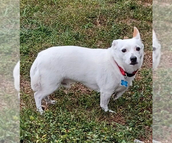 Medium Photo #12 Jack Russell Terrier Puppy For Sale in Arcadia, FL, USA