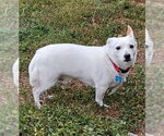 Small #11 Jack Russell Terrier