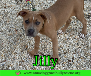 Jilly - Female American Pit Bull Terrier-Unknown Mix Dog for Adoption - Photo #24