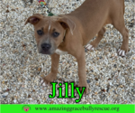 Small Photo #24 American Pit Bull Terrier-Unknown Mix Puppy For Sale in Milton, FL, USA