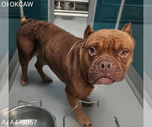 Mutt Dogs for adoption in Oklahoma City, OK, USA