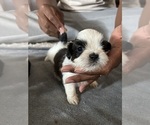 Puppy 1 Shih Tzu