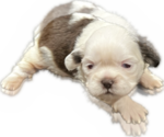 Puppy 1 Shih Tzu