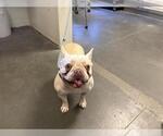 Small French Bulldog