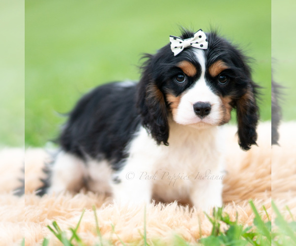 Medium Photo #3 Cavalier King Charles Spaniel Puppy For Sale in WARSAW, IN, USA