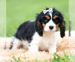 Small #2 Cavalier King Charles Spaniel