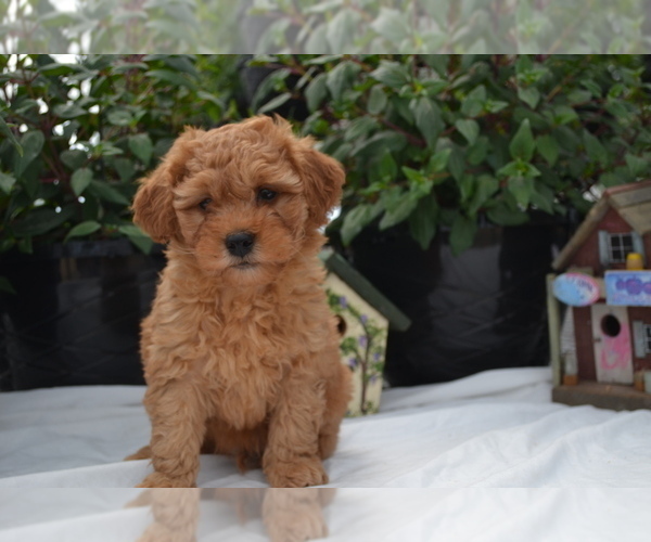 Medium Photo #3 Cavapoo (Miniature)-Poodle (Toy) Mix Puppy For Sale in GREENWOOD, WI, USA