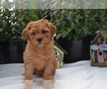 Small Photo #3 Cavapoo (Miniature)-Poodle (Toy) Mix Puppy For Sale in GREENWOOD, WI, USA