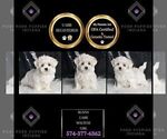 Small #1 Maltese