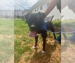 Small #6 American Staffordshire Terrier-Boxer Mix