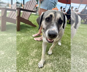 Anatolian Shepherd-Unknown Mix Dogs for adoption in Germantown, OH, USA