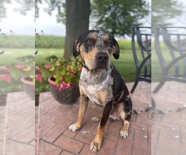 Medium Photo #1 Catahoula Leopard Dog Puppy For Sale in GERMANTOWN, IL, USA