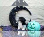 Puppy Puppy Rhodes Schweenie