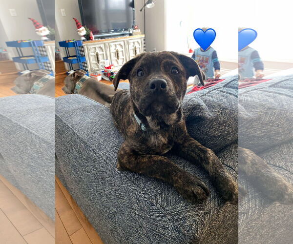 Medium Photo #1 English Mastweiler Puppy For Sale in Oro Medonte, Ontario, Canada