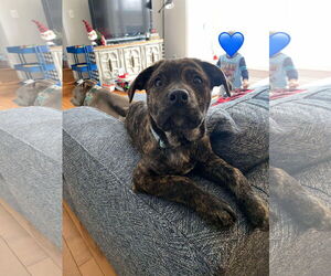 English Mastweiler Dogs for adoption in Oro Medonte, Ontario, Canada