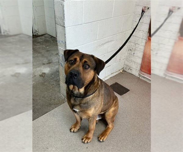 Medium Photo #1 German Shepherd Dog-Unknown Mix Puppy For Sale in San Bernardino, CA, USA
