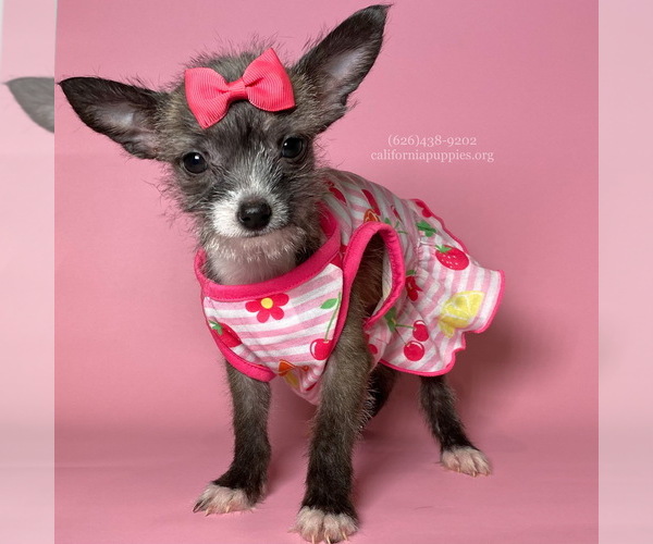 Medium Photo #1 Chihuahua Puppy For Sale in BREA, CA, USA