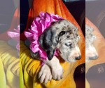 Small Photo #1 Great Dane Puppy For Sale in JACKSONVILLE, IL, USA