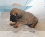 Small Photo #48 Mastiff Puppy For Sale in FULTON, NY, USA