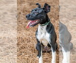 Small #3 Mutt