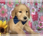 Small #3 Golden Retriever