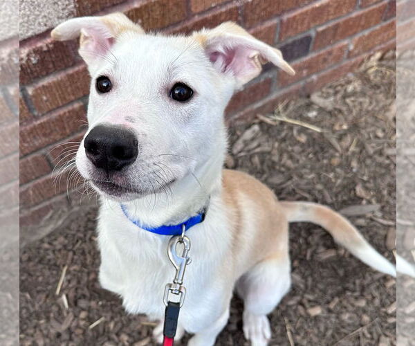 Medium Photo #24 Huskies -Labrador Retriever Mix Puppy For Sale in Brooklyn Center, MN, USA