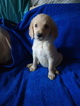 Small Photo #6 Goldendoodle Puppy For Sale in DAVENPORT, FL, USA