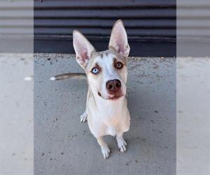 American Pit Bull Terrier-Siberian Husky Mix Dogs for adoption in Brighton, CO, USA