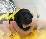 Small Photo #1 Miniature Labradoodle Puppy For Sale in BULLARD, TX, USA