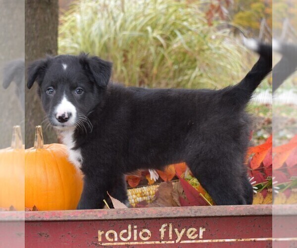 Medium Photo #1 Collie Puppy For Sale in PAXINOS, PA, USA