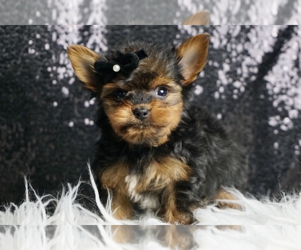 Medium Photo #5 Yorkshire Terrier Puppy For Sale in WARSAW, IN, USA