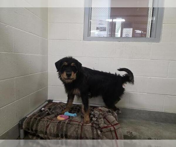 Medium Photo #1 Rottweiler-Unknown Mix Puppy For Sale in Jackson, CA, USA
